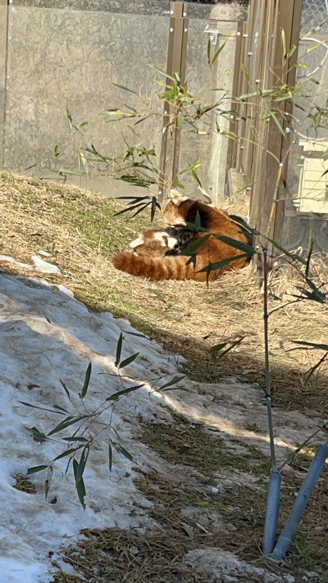 _takeman's tweet image. 2025年は、夏の山口旅行を契機に、パン活模様をお届けするようになり、フォロワーさんもたくさん、お陰様で増えてきていろんな方のレッサーたちを見られて「充！」いたしました。感謝。2026年は元旦から茶臼山、ミロくんに会ってきました。今年もパン活模様、上げていきます。よろしくお願いします。