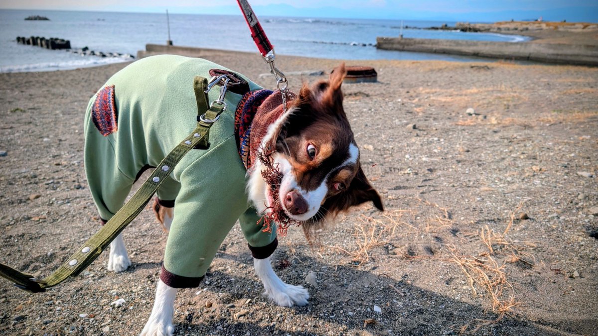 shiun_213's tweet photo. お正月に合うショットが取れました（海辺で海藻をブンブンしている犬） https://t.co/1dg6j2yd8G