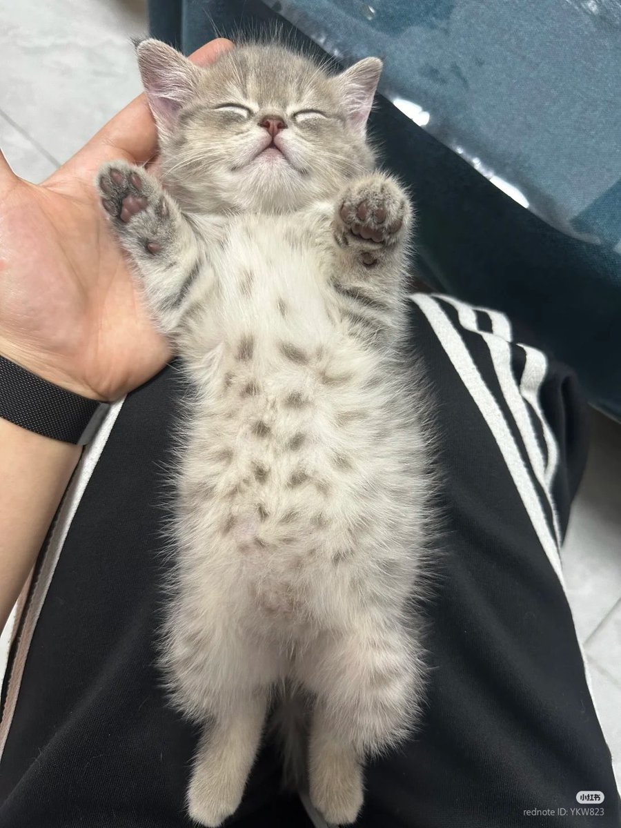 nocontextscats's tweet image. eepy baby