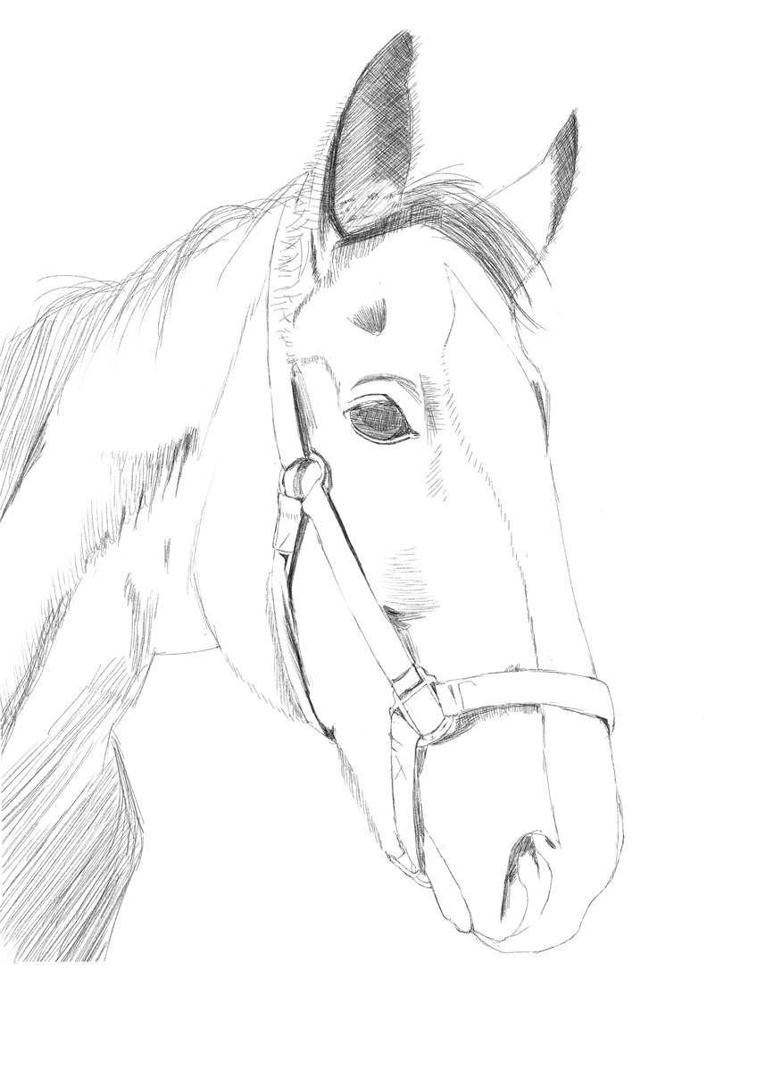 Taurril's tweet image. お馬さん模写練