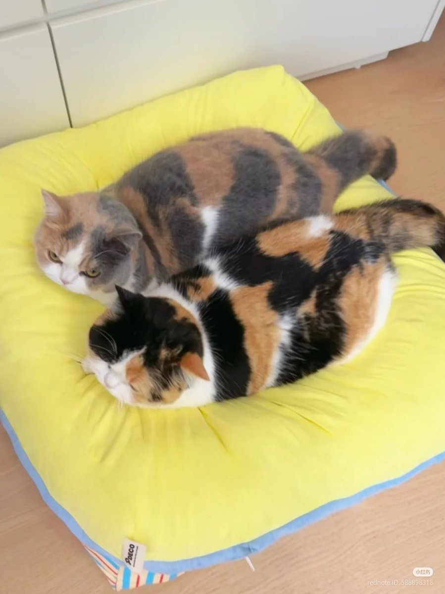 nocontextscats's tweet image. the printer is running out of ink