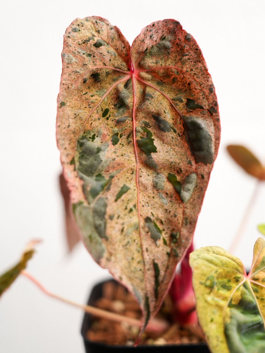 ぽん（acu's forest） (@acupom219) / Posts / X