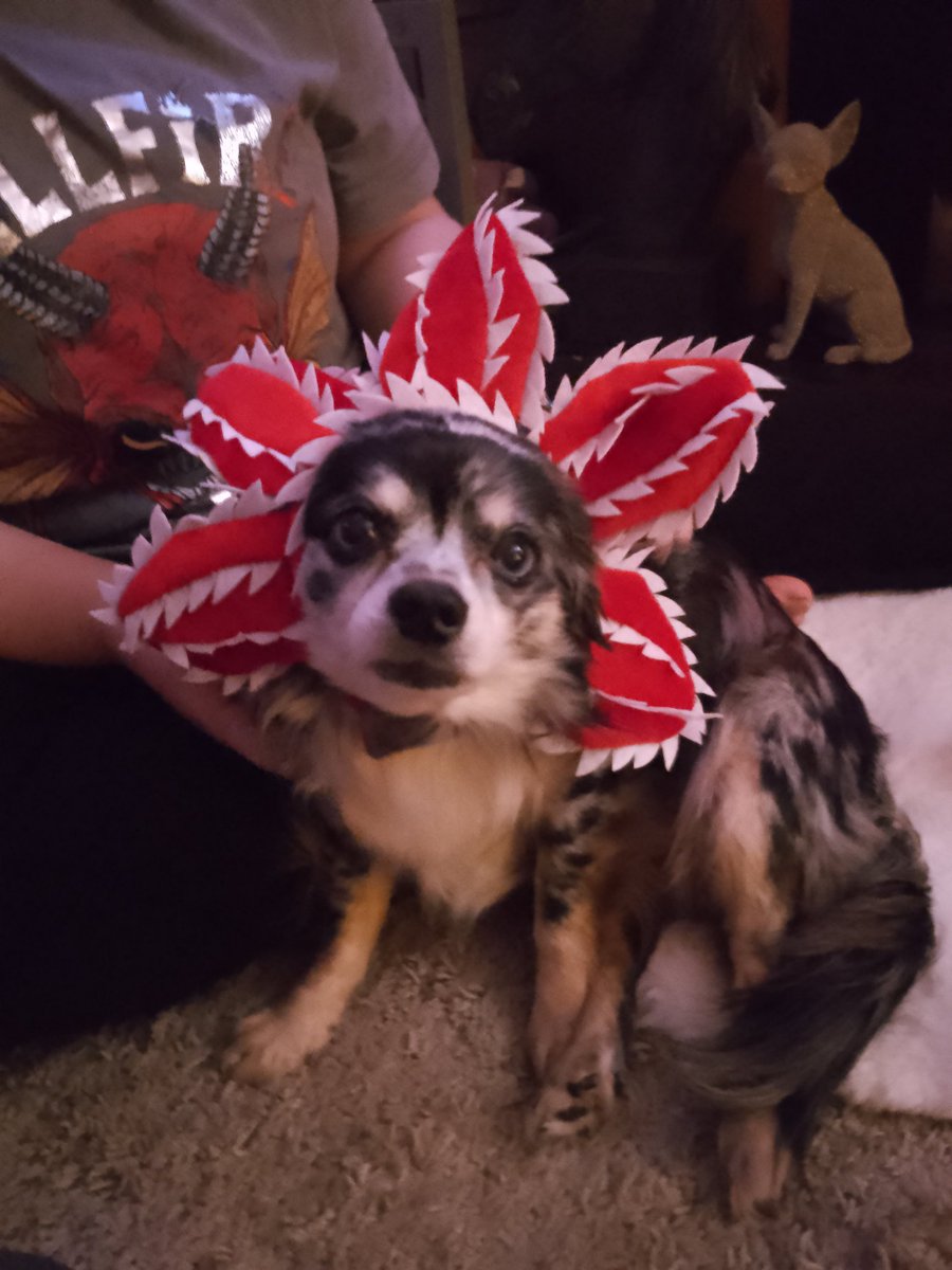Cara & Nacho Chihuahua Reid♥️( #TeamNacho🐾❤️🐾)💗 tweet media