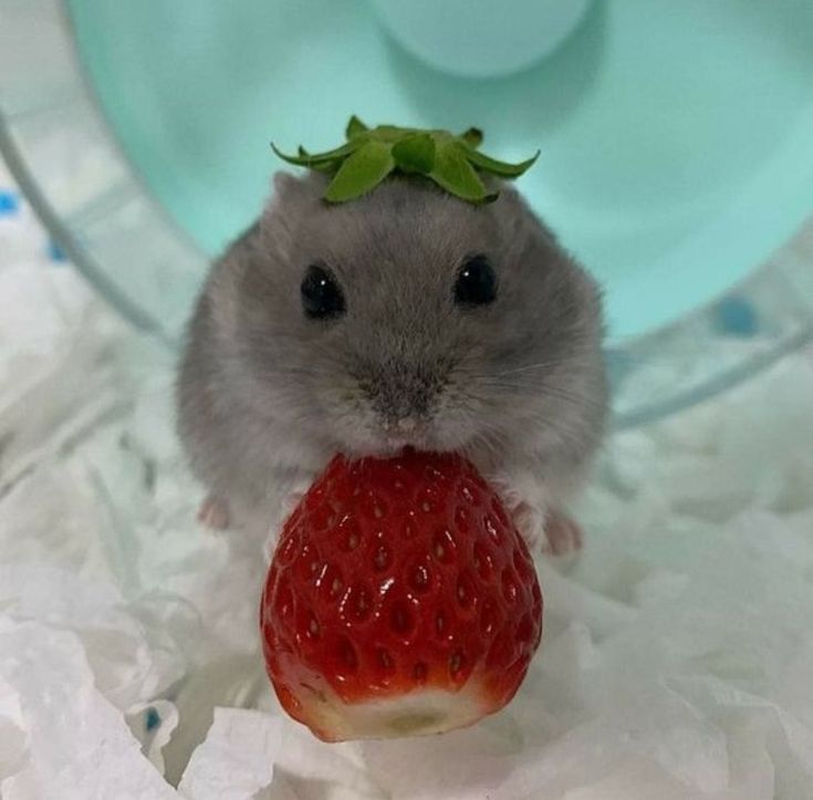 Tweets Of Hamster tweet media