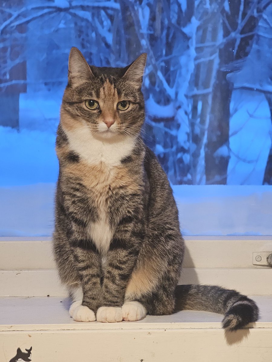 新年だからもっとおやつがあってもいいと思う、という感じの猫