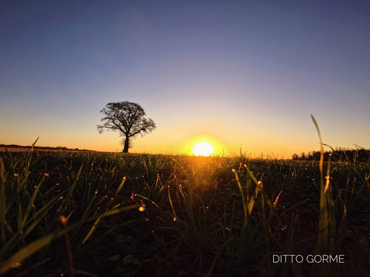 Ditto Gorme tweet media