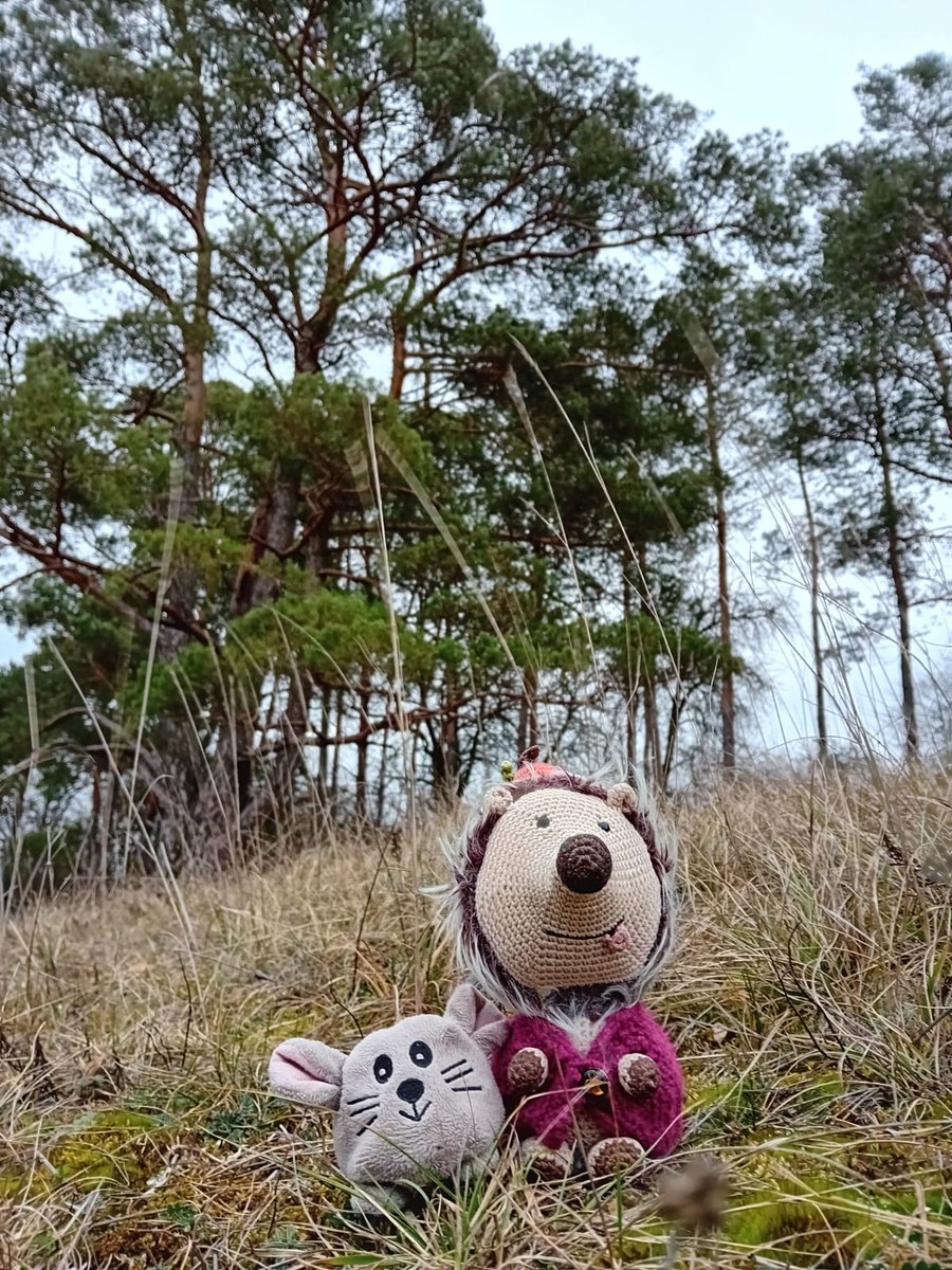 Helveticus Hedgehog tweet media