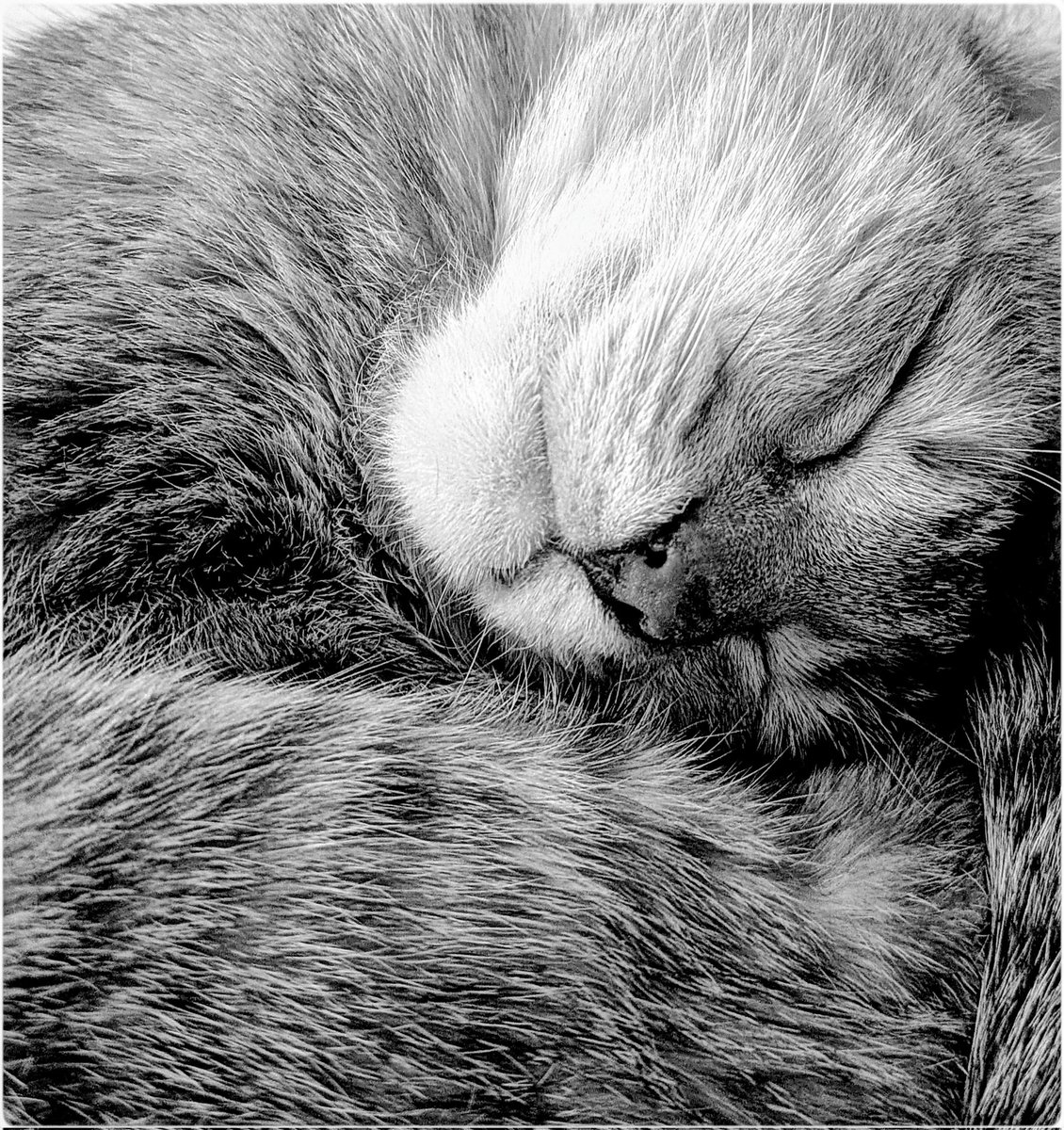 SousProtection's tweet image. Je vous offre ce petit moment douceur pour commencer l'année ❤️
Ma petite étoile vagabonde, recueillie il y a 5 ans et handicapée.
La voir si sereine, apaisée 
C'est mon bonheur ❤️