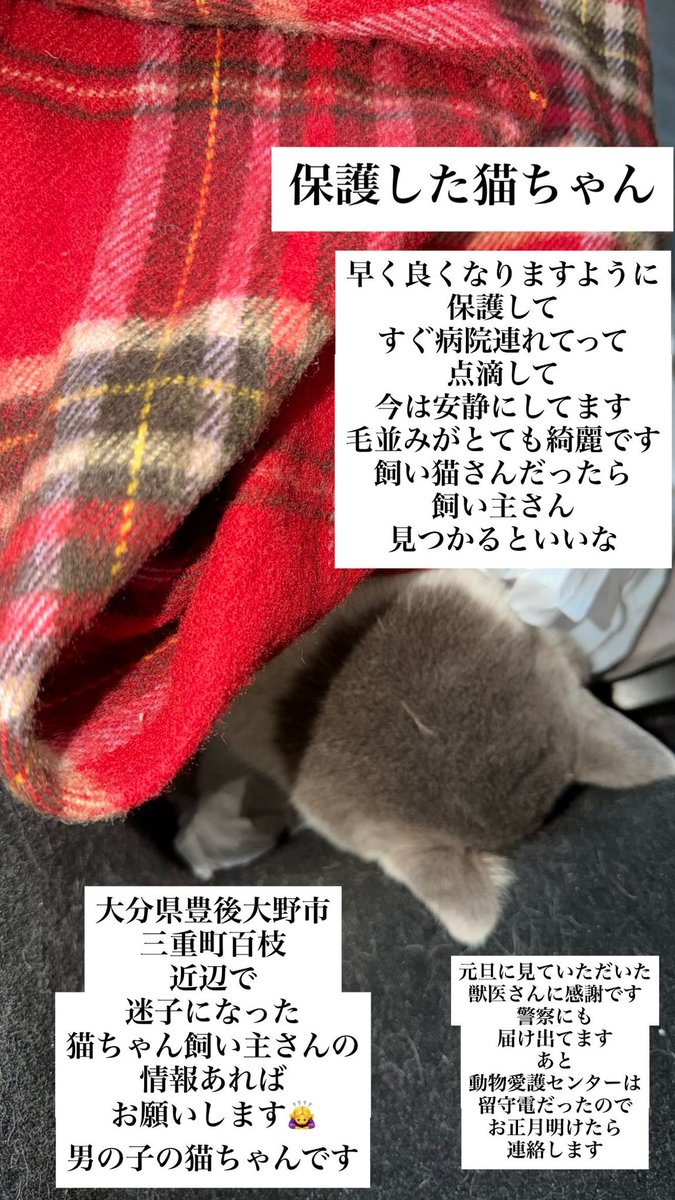 tesouuranaiemi's tweet image. 今朝（1/1 午前8:50頃）大分県豊後大野市百枝近辺道路の端で、車に轢かれたと思われる猫ちゃん保護しました。毛並みが綺麗なので、飼い猫さんかもしれません。男の子です。動物病院に連れて行きまして、レントゲン、点滴等処置してます。もしお心当たりの方いらっしゃればご連絡いただければ幸いです。