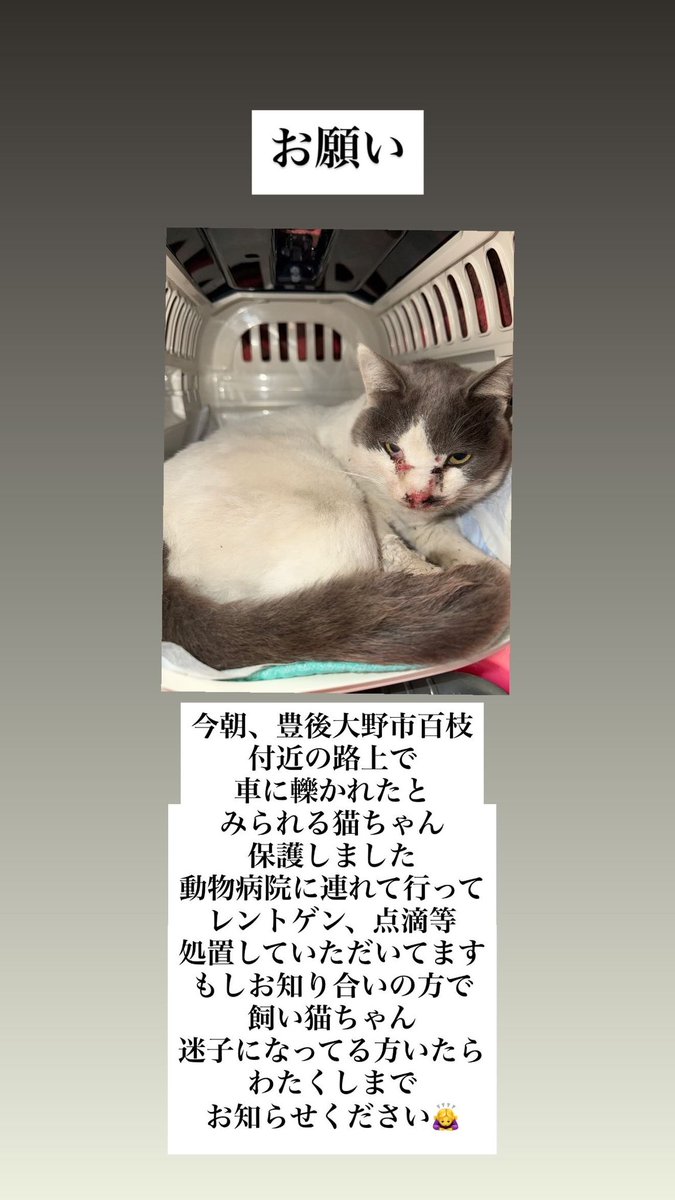 tesouuranaiemi's tweet image. 今朝（1/1 午前8:50頃）大分県豊後大野市百枝近辺道路の端で、車に轢かれたと思われる猫ちゃん保護しました。毛並みが綺麗なので、飼い猫さんかもしれません。男の子です。動物病院に連れて行きまして、レントゲン、点滴等処置してます。もしお心当たりの方いらっしゃればご連絡いただければ幸いです。