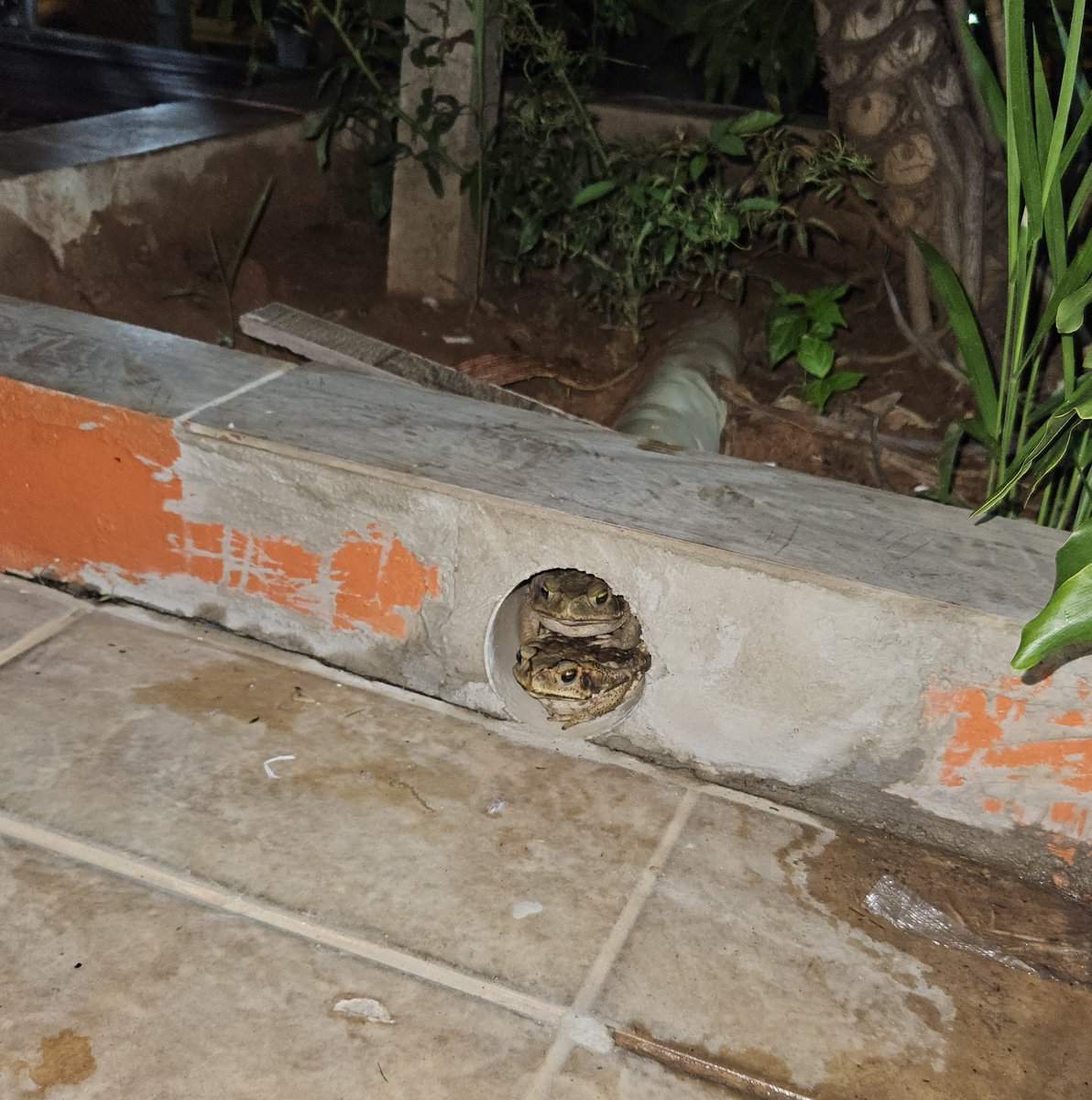 alucard_again's tweet image. ATUALIZAÇÃO 

nosso amigo passou o réveillon na putaria