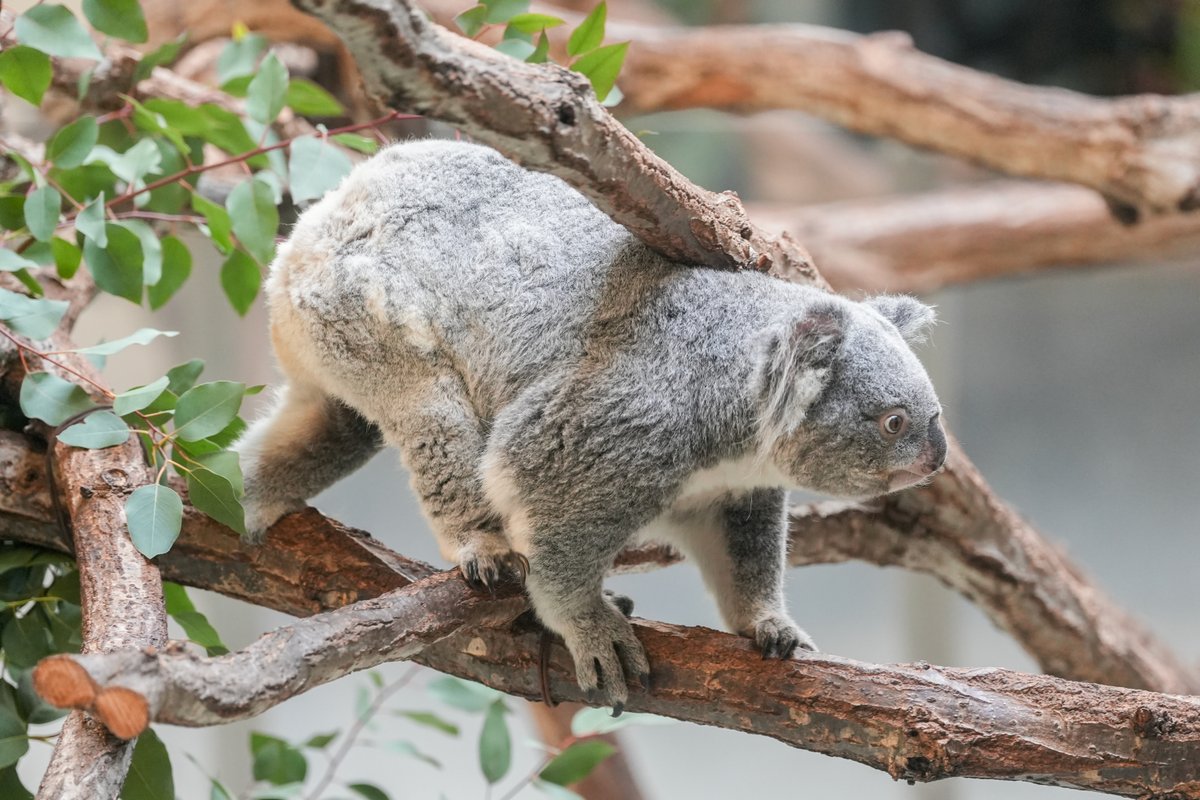 ここをくぐるきららちゃんが好き💫
#きらら  #多摩動物公園