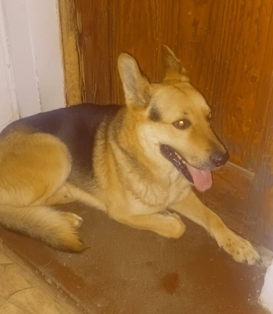 "Este perrito entró corriendo a mi casa asustado con los fuegos artificiales. Lo estaré resguardando esperando que su familia aparezca." Si alguien lo reconoce, comuníquese al 957528093. Favor RT por si sus tutores lo están buscando!
#Quintero