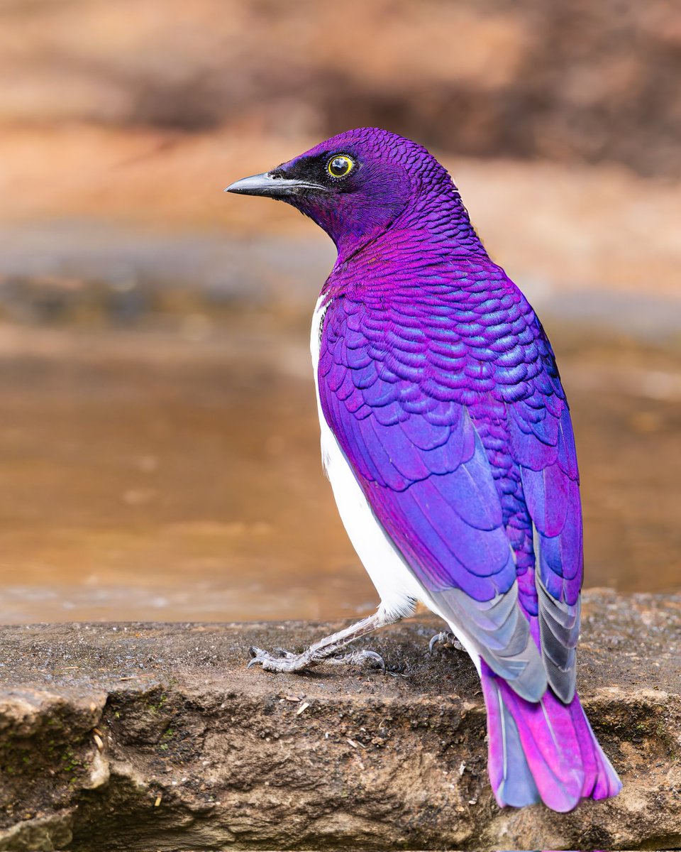 Happy New Year 2026 with this beautiful Violet-backed Starling in Murang'a