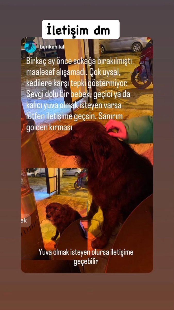 Sokağa atılmış. Hep birlikte ona yuva bulabiliriz.. lütfen rt.  İletişim dm