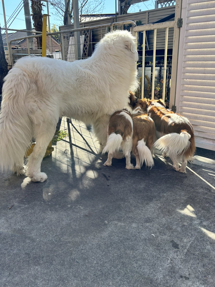 tak_dekawan's tweet image. 喪中につき新年のご挨拶は控えております。
皆さまにとって素晴らしい一年になりますように♪
本年もへっぽこ家族を宜しくお願いします。
長野県は飯田市で年末年始を過ごしてます☺️GP…またデカなっとる（笑）コイケル軍団も可愛い🩷#バーニーズマウンテンドッグ　#GP #コイケルホンディエ