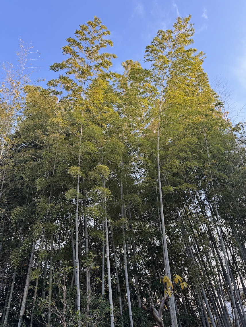 新年あけましておめでとうございます。 michiyo-yagi.cocolog-nifty.com/blog/2026/01/p…