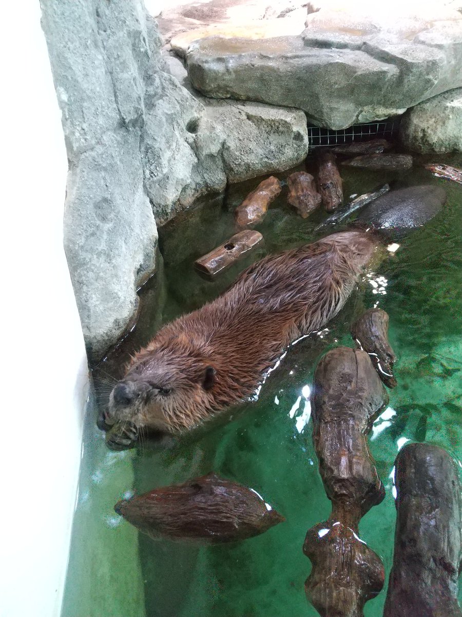 偽スナフキン スナフキン (@d6QEn02NunQbmNd) / Posts / X