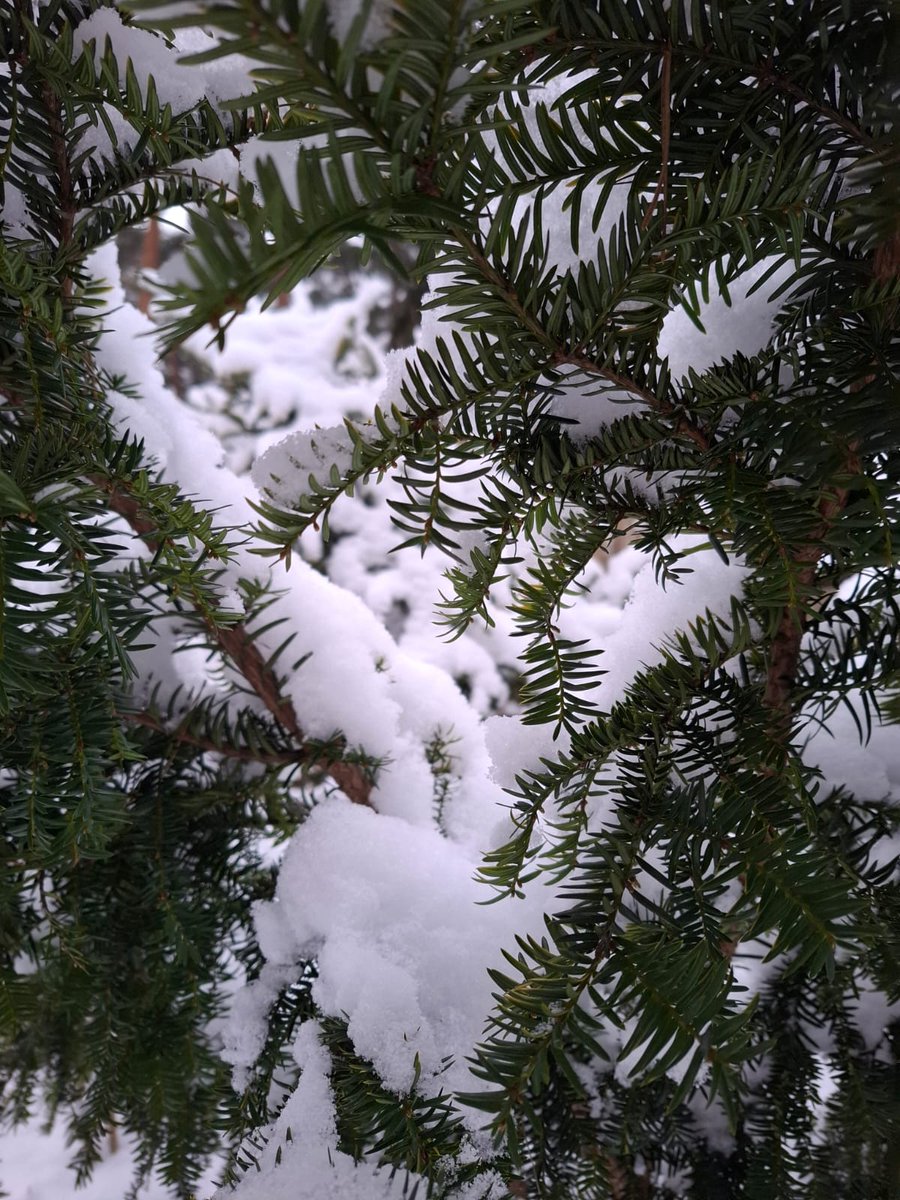Zaļi balta gada pirmā diena.