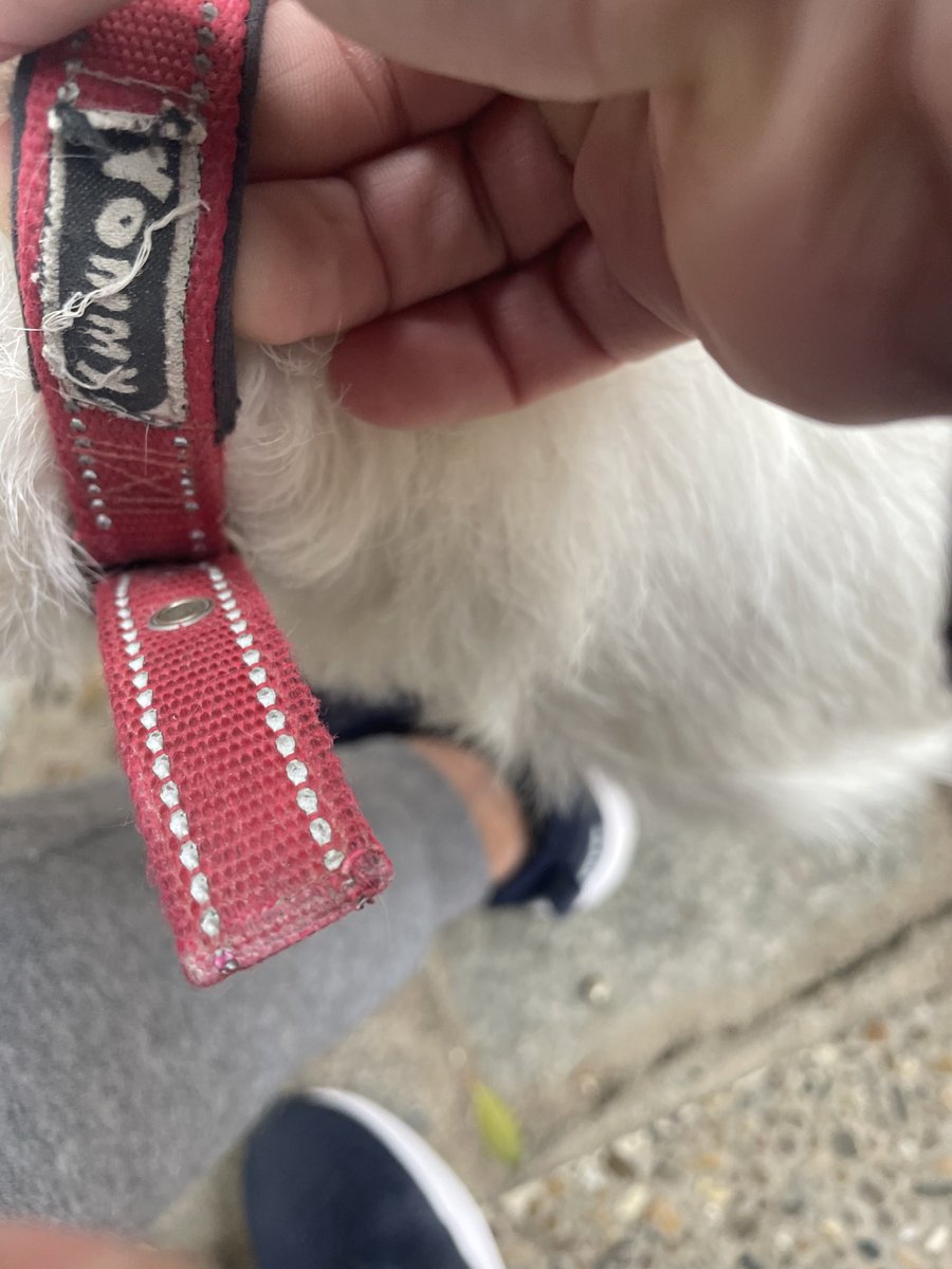 SenorGanan's tweet image. Encontrado perdido anoche en la carretera de Miajadas. Tiene un collar con el nombre de Yommi 

Por favor, gente de la zona de @MiajadasAyto, se agradece retuit para encontrar a su dueño. Lo tengo en mi casa de Sevilla

VAMOS A COMPARTIR PARA CONSEGUIRLO!! 

💪