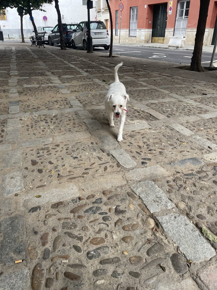SenorGanan's tweet image. Encontrado perdido anoche en la carretera de Miajadas. Tiene un collar con el nombre de Yommi 

Por favor, gente de la zona de @MiajadasAyto, se agradece retuit para encontrar a su dueño. Lo tengo en mi casa de Sevilla

VAMOS A COMPARTIR PARA CONSEGUIRLO!! 

💪