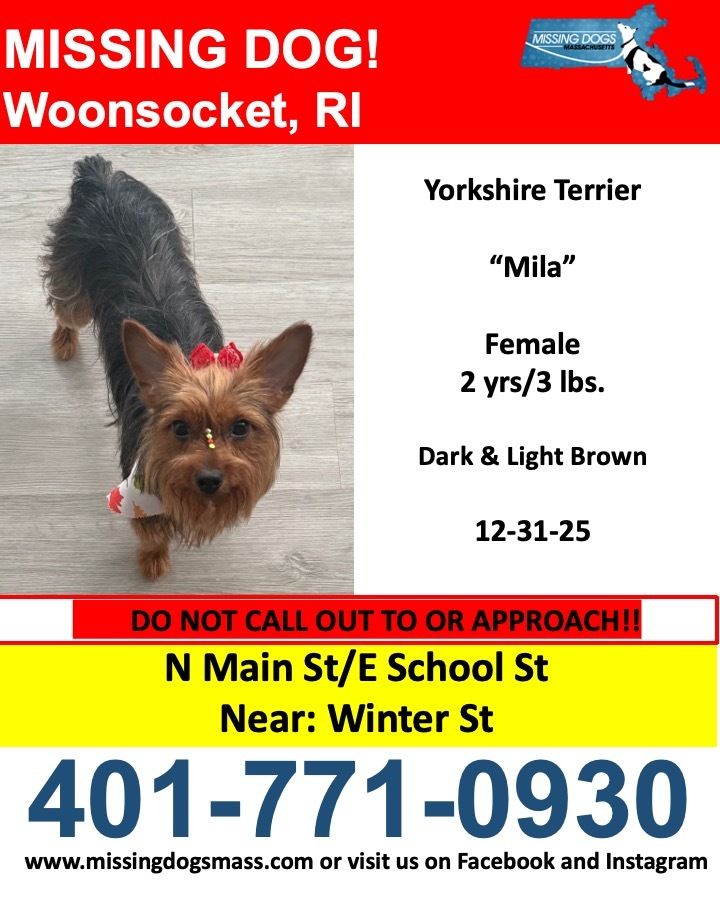 MISSING DOG - Female Yorkshire Terrier
Mila a #Lostdog Yorkie
2 years old/3lbs, Brown &amp; Light Brown 
Area of N Main St/E School St. close to Winter St
Call:  401-771-0930 with any sightings
buff.ly/mvRNbBt 
#woonsocketri #woonsocket
#RI #Rhodeisland #Oceanstate