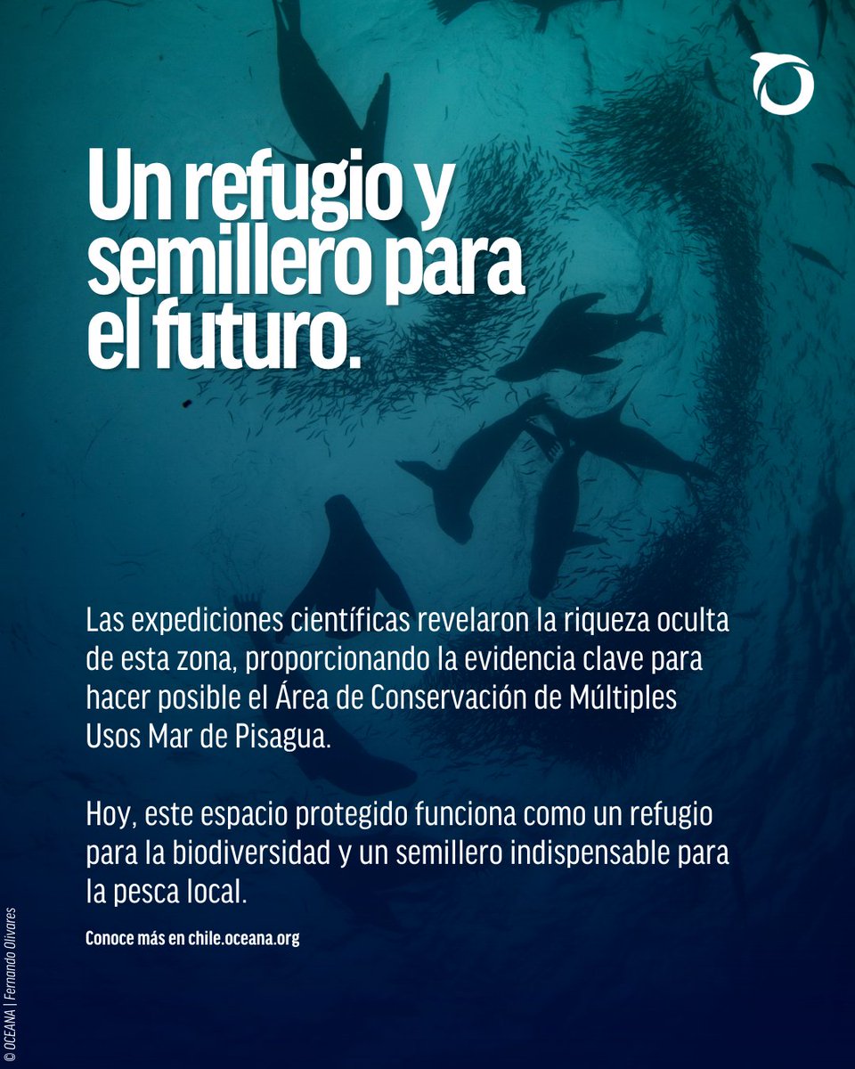 A sólo metros del desierto, podemos ver abundantes y densos ecosistemas llenos de vida. Bajo el mar, descubrimos la riqueza oculta de Pisagua, cuyo mar es hoy un Área de Conservación de Múltiples Usos. 

Conoce más en chile.oceana.org