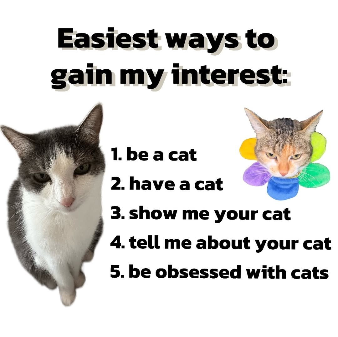 We don't deserve cats 😺 (@catsareblessing) on Twitter photo 