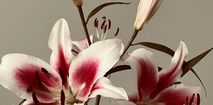 Duda jurídico ami nakai tweet media