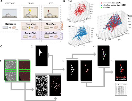 Sheena Josselyn tweet media