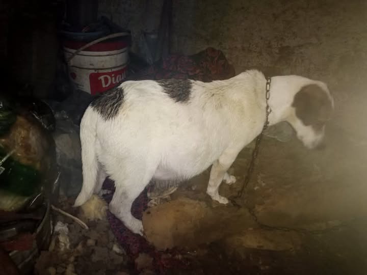 🐶 d una abuelita no tiene recursos está reteniendo liquido y necesita furozamida en ampolla lo tienen amarrado por los momentos porque a buscado de irse del malestar que siente porfa quien pueda ceder unas ampolla comunicarse 04142415252 es el único compañero q la abuelita tiene