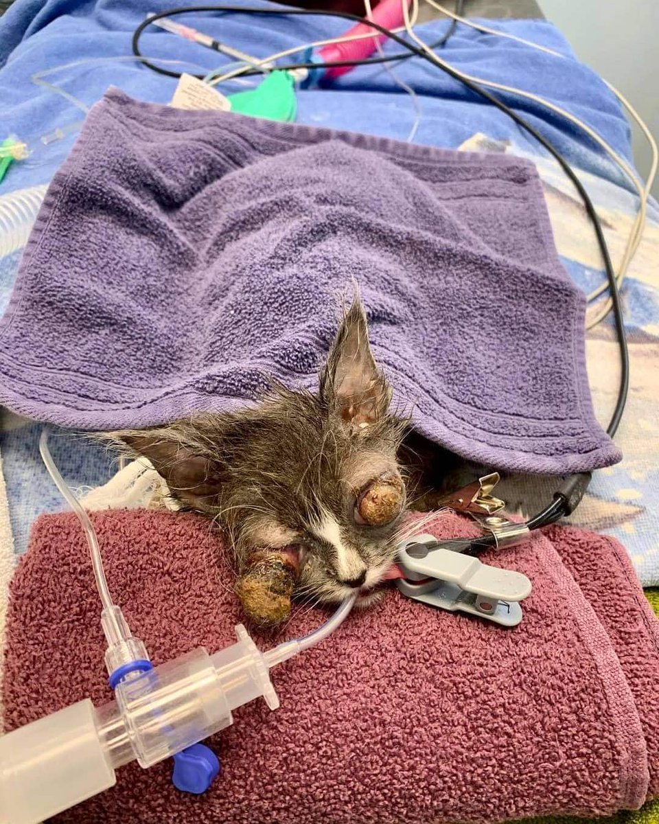 ‼️Update on Bambi: As you may remember, Bambi was scheduled for surgery two weeks ago, however, she was so tiny that her doctors decided to postpone the operation—so we waited. She has gotten stronger and gained some weight so we went in for a second try. Every dollar matters.