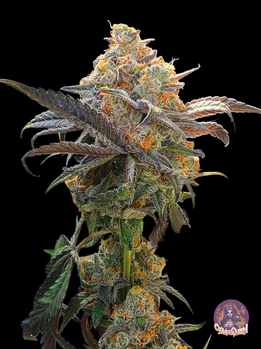 Happy New Year and thank to all who have been giving me love for another year! #CannabisCommunity #cannabisculture #StonerFam #Mmemberville #CannabisPhotography