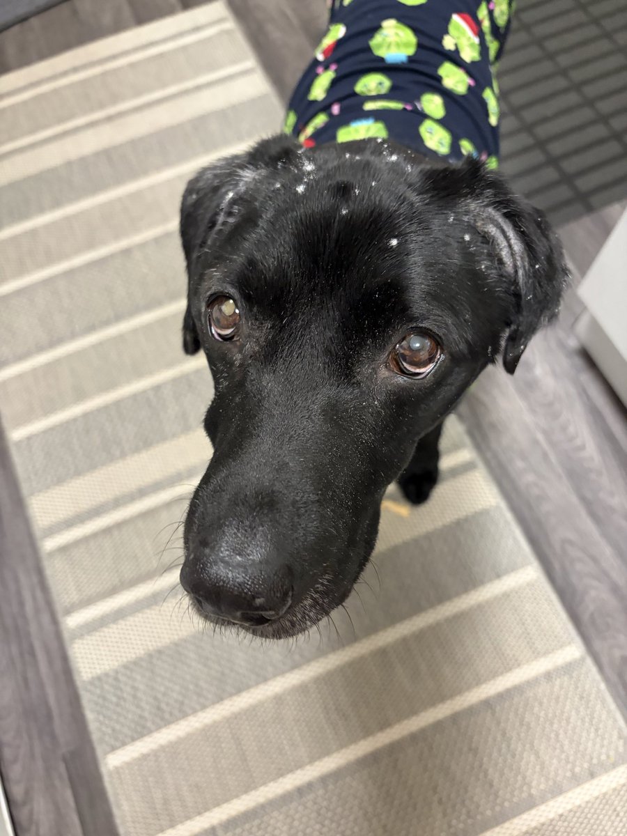 ⚽️Leo the Bangor dog🏴󠁧󠁢󠁷󠁬󠁳󠁿 tweet media