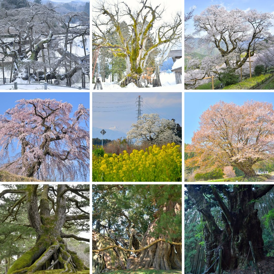 巨木巡り tweet media