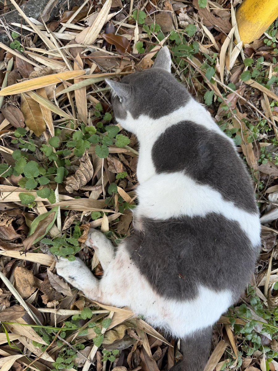 tesouuranaiemi's tweet image. 助手席のわたしが
道路に倒れてる猫ちゃん見つけたんだけど
その後車で引き返して
路上の猫ちゃん抱き抱えて安全な場所にまず移動
温めて家にキャリーとってきてくれて
動物病院まで運転してくれて
獣医さんの言葉を全てメモしてくれたのは
うちの主人です。
私は言うだけで実際即行動できない。…