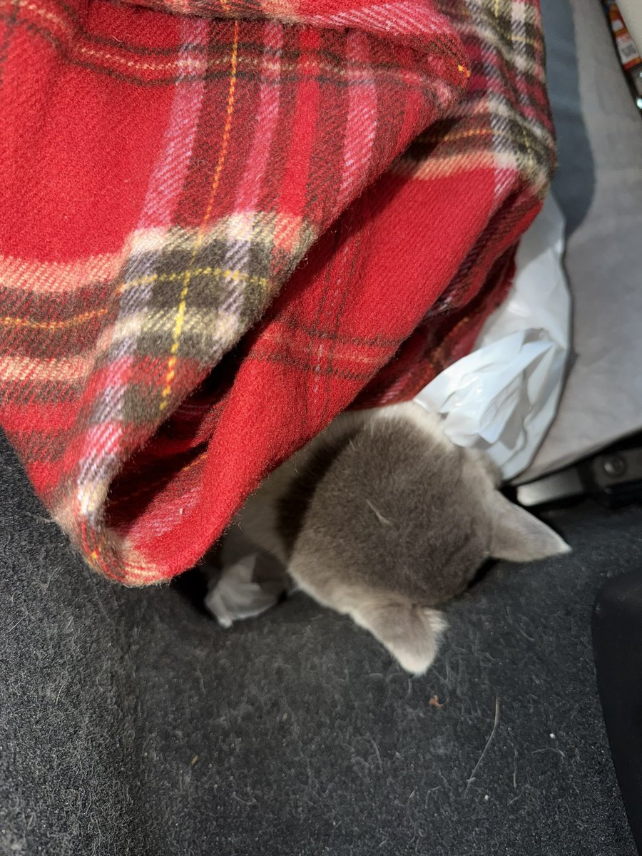 tesouuranaiemi's tweet image. 助手席のわたしが
道路に倒れてる猫ちゃん見つけたんだけど
その後車で引き返して
路上の猫ちゃん抱き抱えて安全な場所にまず移動
温めて家にキャリーとってきてくれて
動物病院まで運転してくれて
獣医さんの言葉を全てメモしてくれたのは
うちの主人です。
私は言うだけで実際即行動できない。…