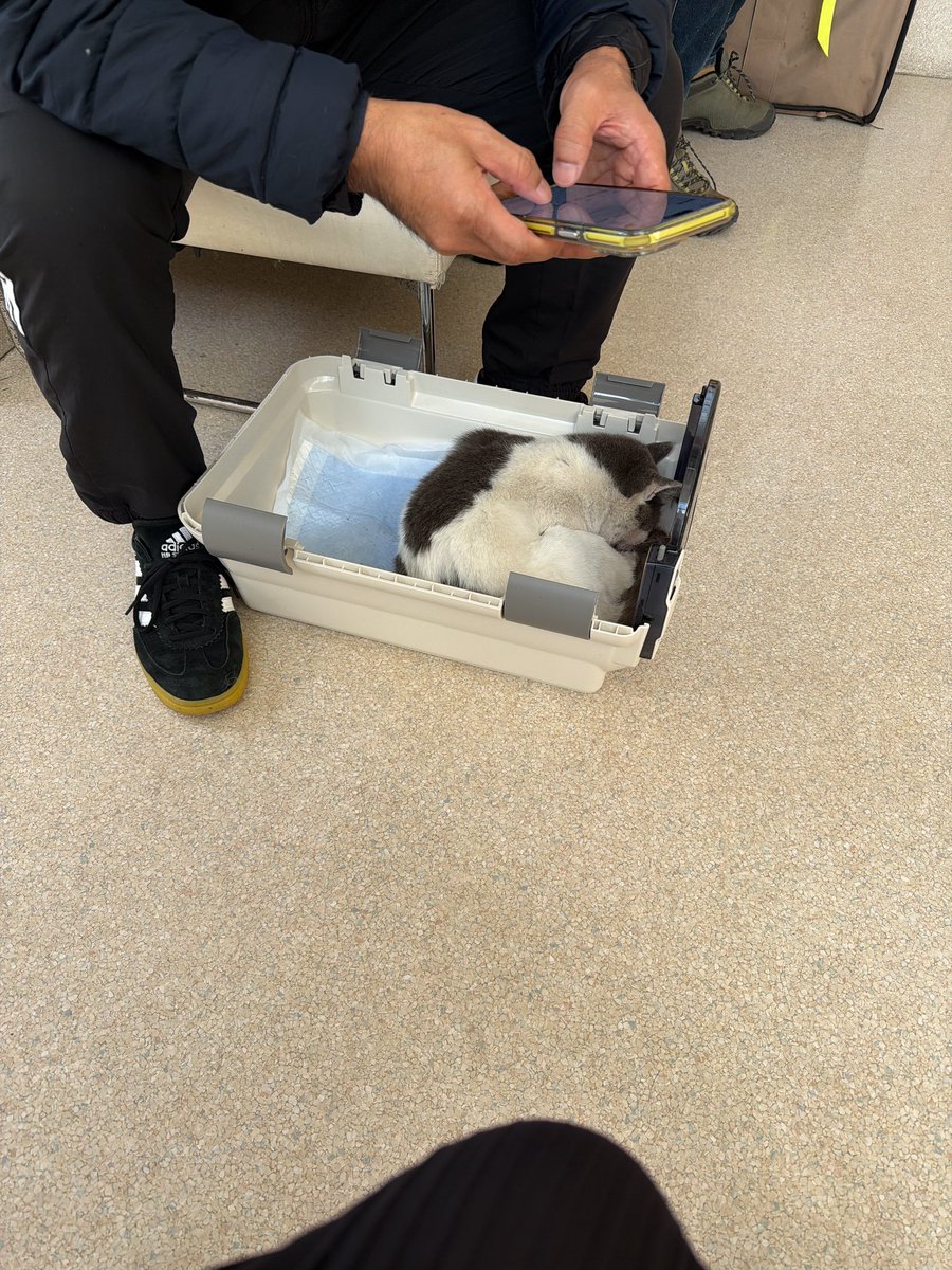 tesouuranaiemi's tweet image. 助手席のわたしが
道路に倒れてる猫ちゃん見つけたんだけど
その後車で引き返して
路上の猫ちゃん抱き抱えて安全な場所にまず移動
温めて家にキャリーとってきてくれて
動物病院まで運転してくれて
獣医さんの言葉を全てメモしてくれたのは
うちの主人です。
私は言うだけで実際即行動できない。…