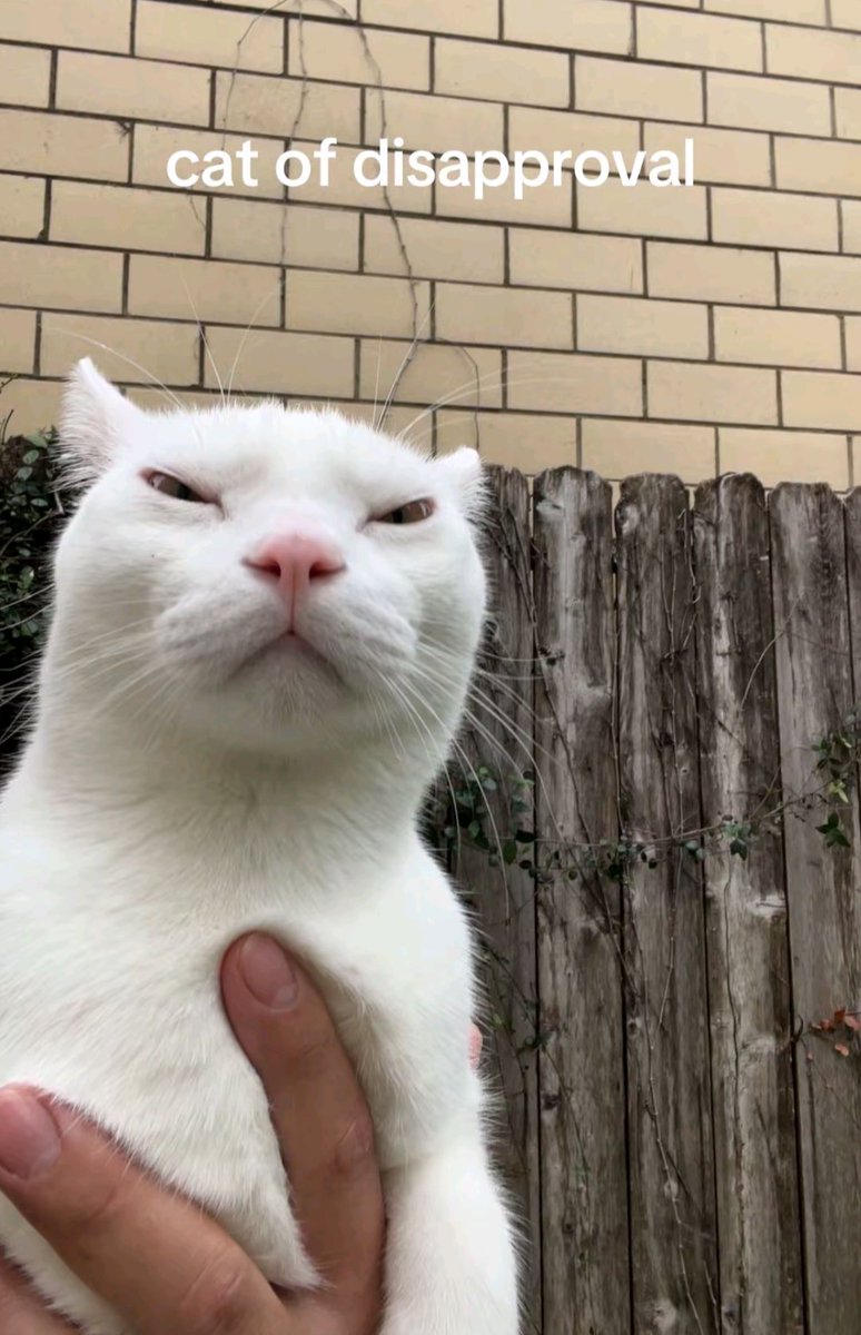 it's tqt tweet media