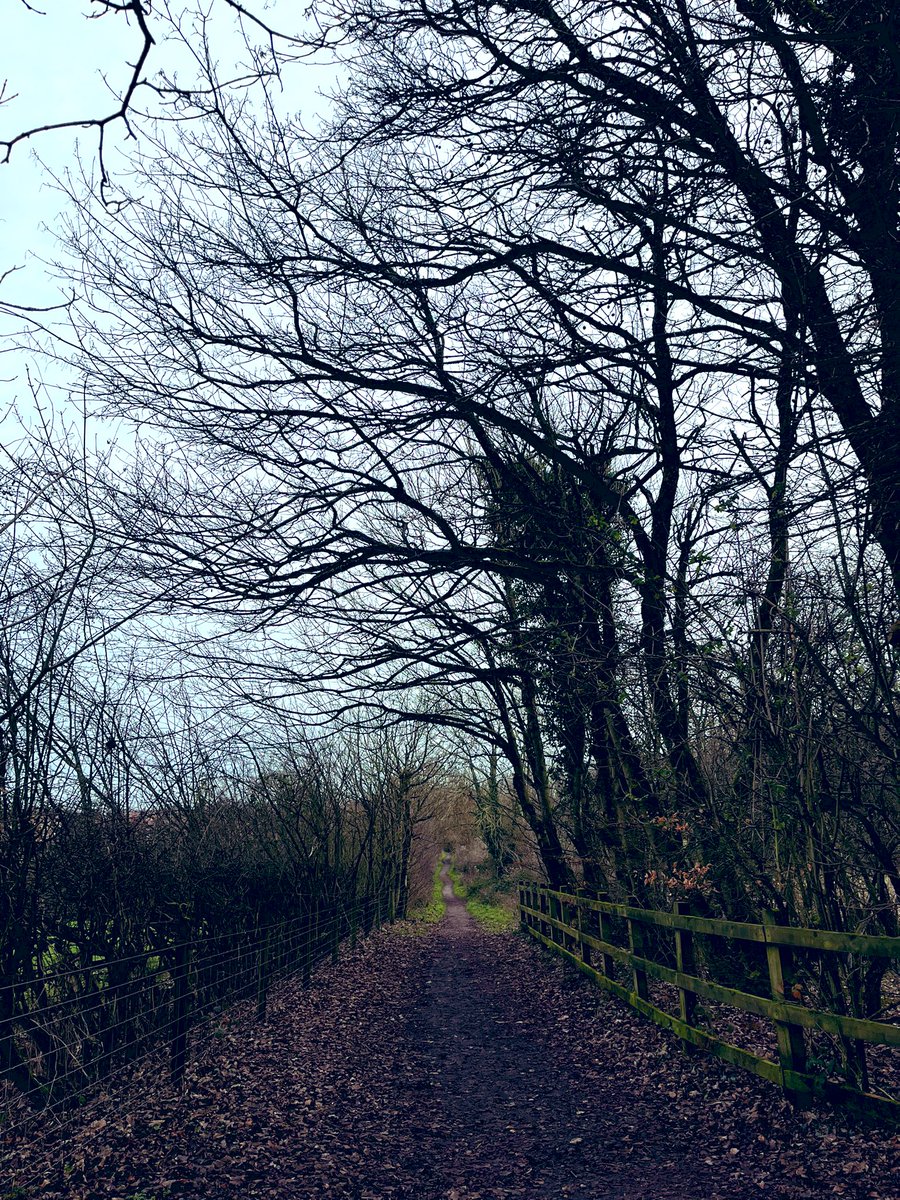 FloralRainbowAW's tweet photo. Day8 of #12DaysWild a lunchtime #NewYearDay walk to the woods, saw a pair of Buzzards on the way, heard Stock doves & a Green woodpecker as well as finches & t*ts 🐦⬛ https://t.co/PIVH549sDC