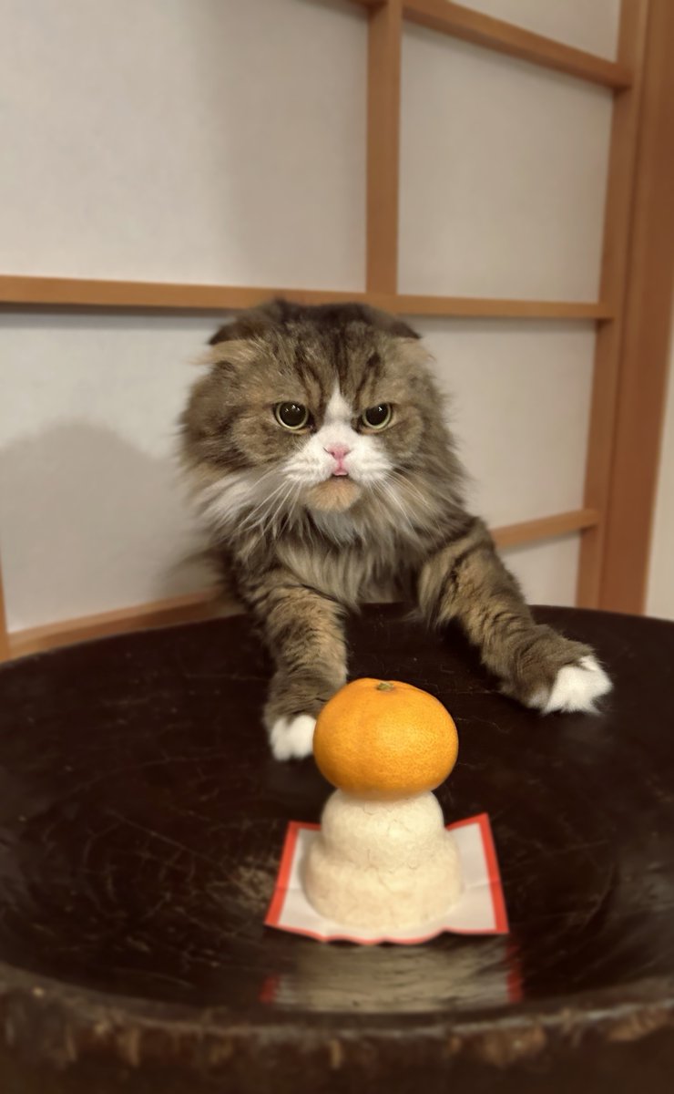 お餅もみかんもあげられないよ