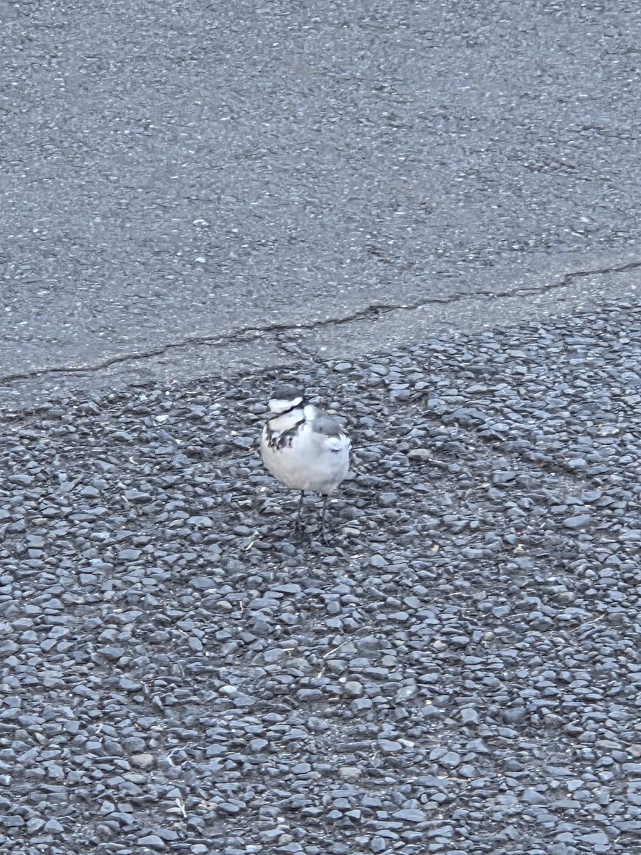 그러고보니 부도칸 장점
할미새 있음😍