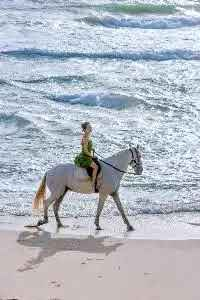 Shinobi_Chain tweet media