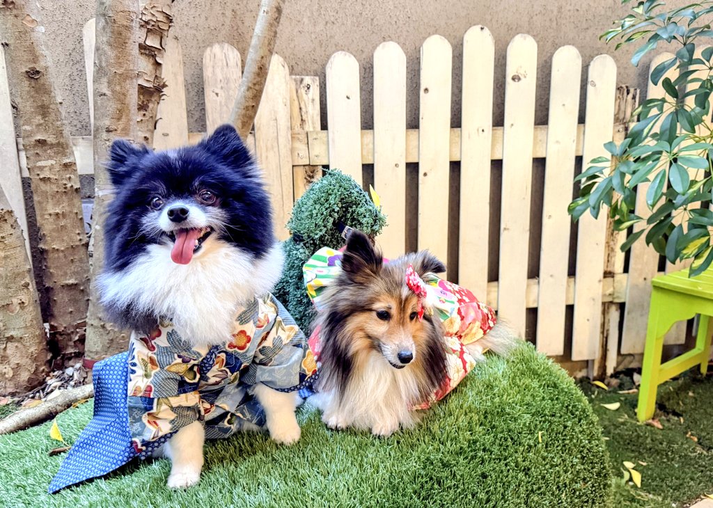 あけましておめでとうございます🎍✨
2026年も安定にマイペースなポストになりますが😅ムクとロコをよろしくお願いいたします🐶🐶💖
#ポメラニアン #シェルティ