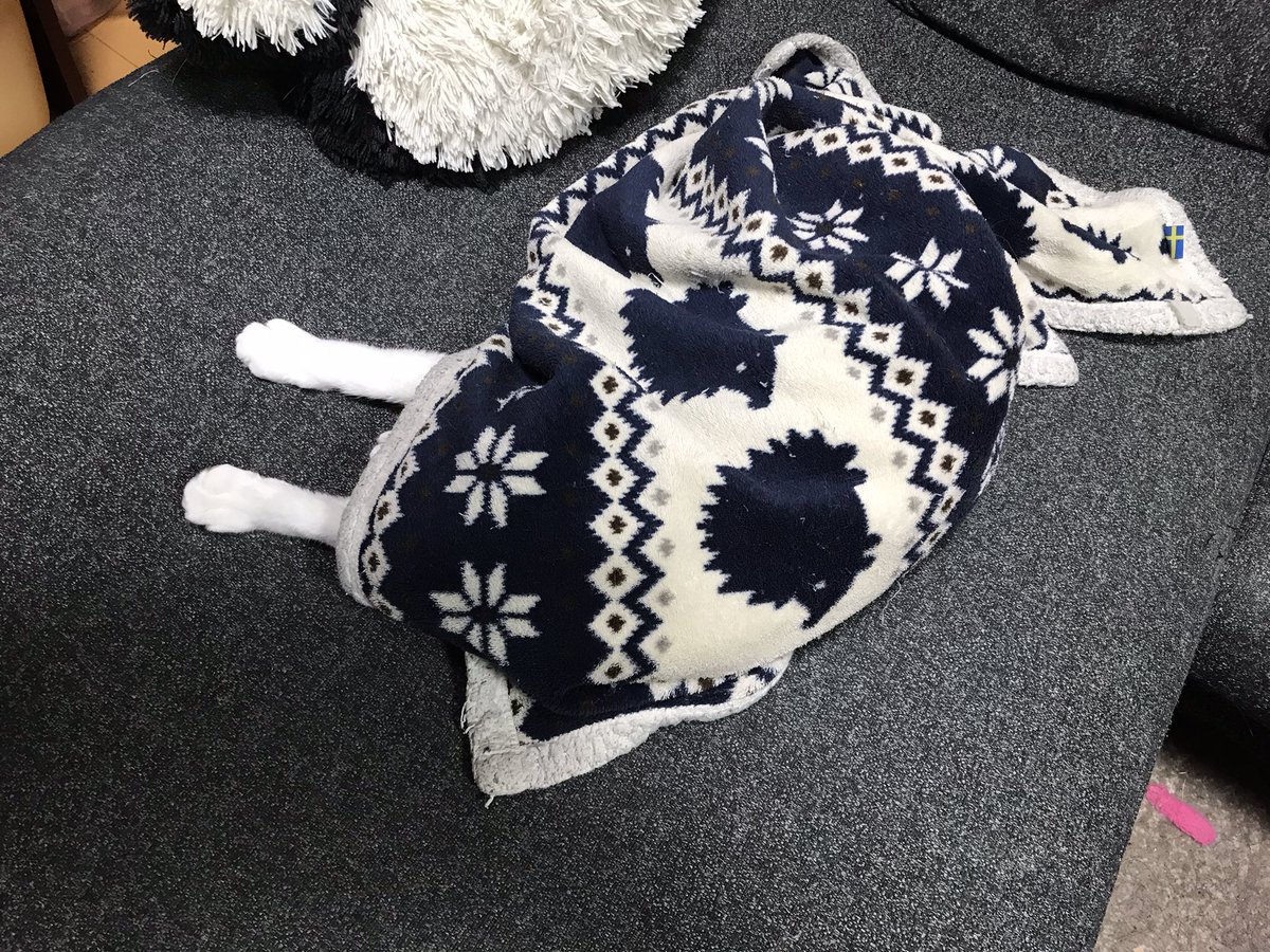 rap_'s tweet photo. ブランケットの中に潜り込んだまま熟睡してしまったウチの猫を、お年玉としてどうぞ。 https://t.co/jfBBOYJKMj