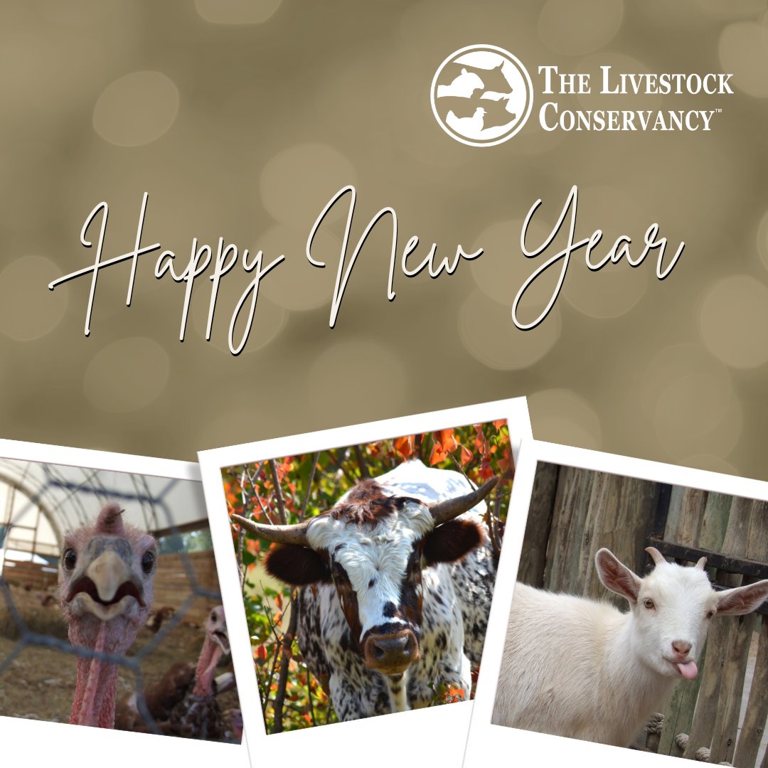 Happy New Year from all of us at The Livestock Conservancy! Thank you for standing with us in the mission to protect endangered heritage breeds and preserve agricultural biodiversity. Here’s to a 2026 full of purpose, progress and partnership.