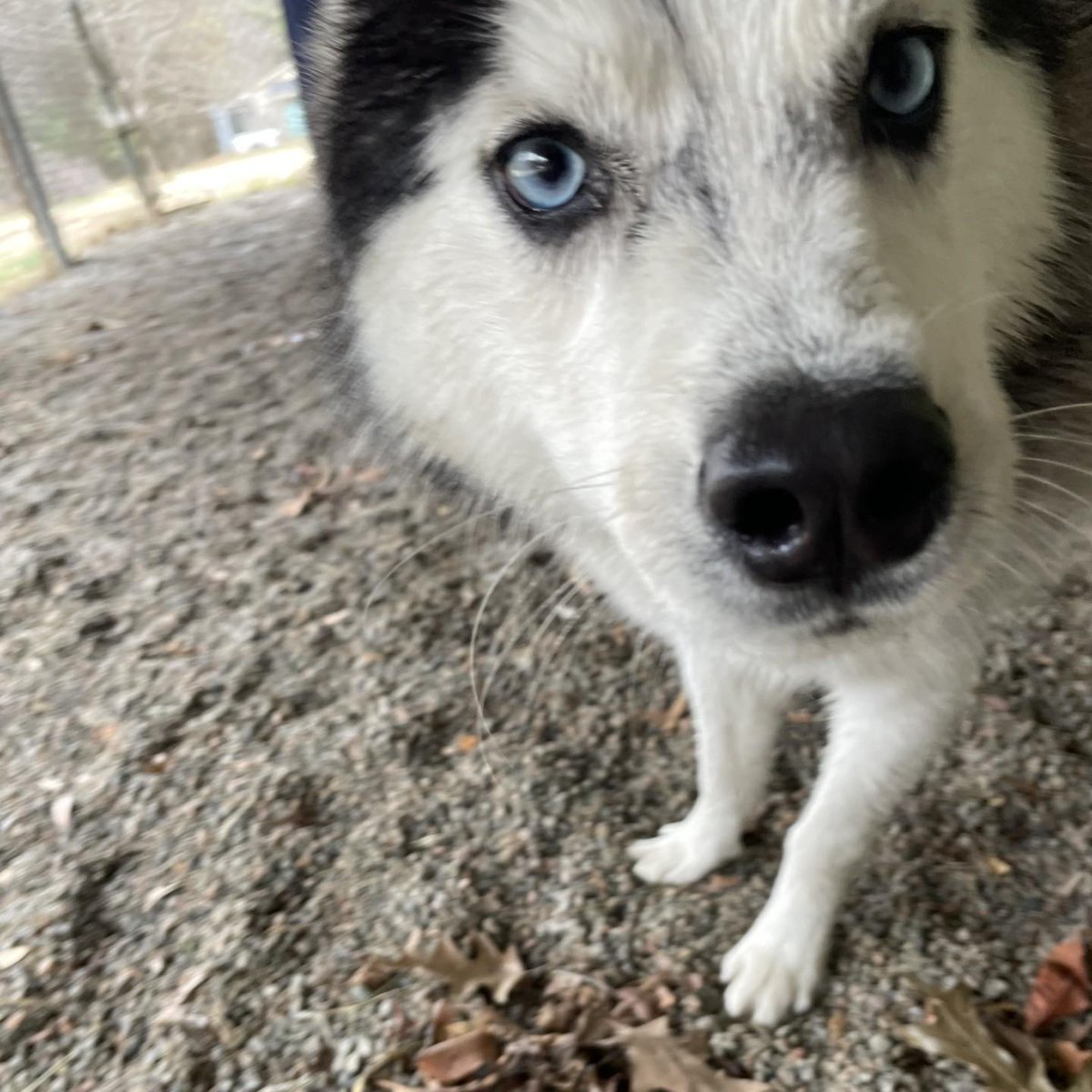 In the New Year we need all of you so much!!  Edie needs you!  He is available to adopt!  And Edie is a young (1-3 years)
Male Husky about 40lbs &amp; Affectionate, Brave, Curious, &amp; Playful. Please if he is not adopted we need pledges and retweets now!!  Edie has ZERO pledges.