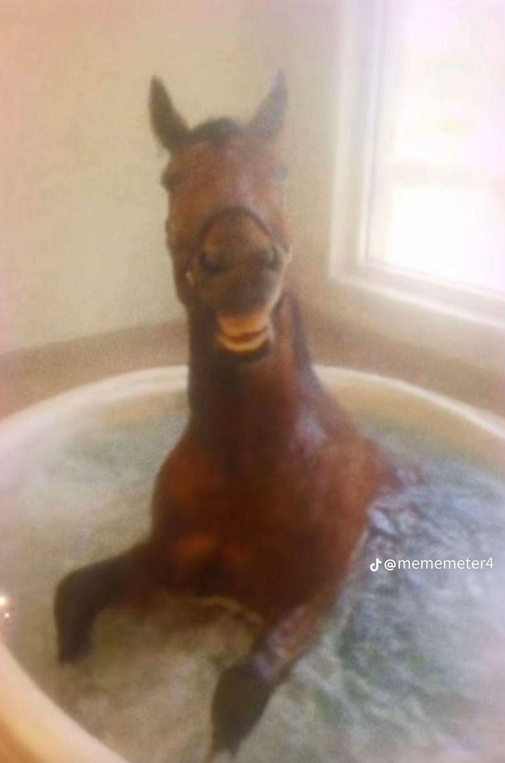 horsetwting's tweet photo. 2026 IS THE YEAR OF THE HORSE ❤️ https://t.co/4brZpStu2b
