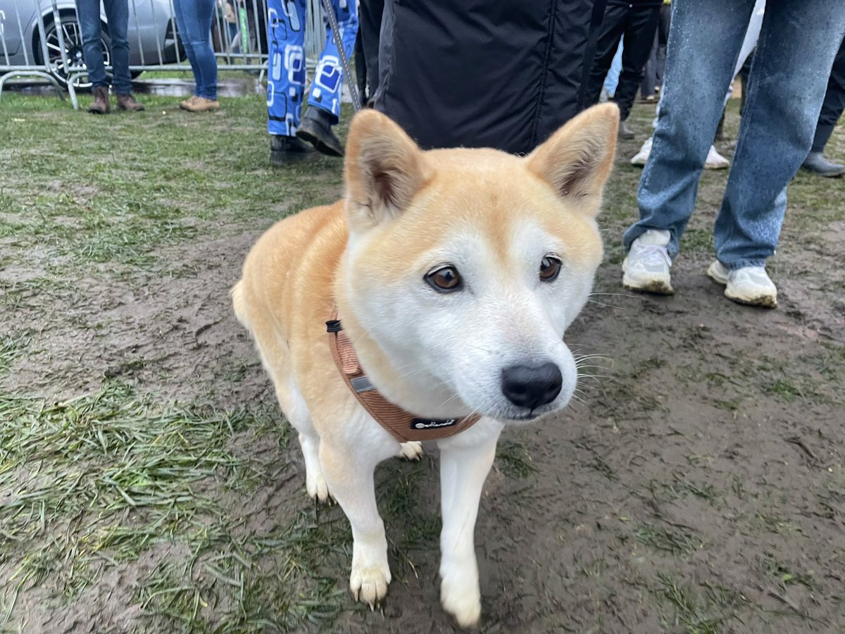 マチューが柴犬を飼っているのはあまり知られていないのでは？有名？
めっちゃ可愛かった🫶