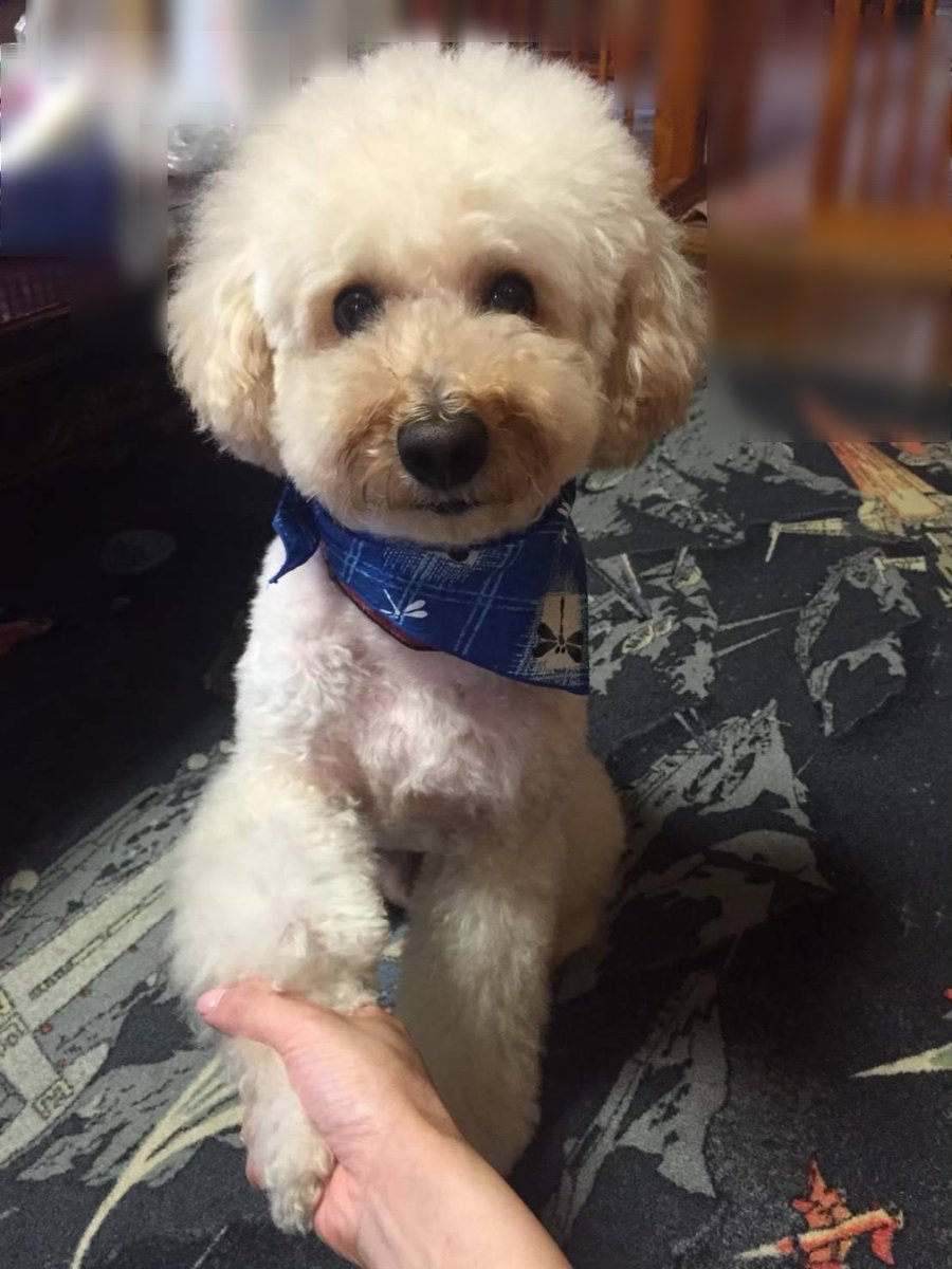 koubashi299's tweet photo. あけましておめでとうございます🐶🎍
本年もよろしくお願いします🙇🏻‍♀️

多分載せたことのない若ニコを添えて🐶🍀 https://t.co/tOvaZghMpb